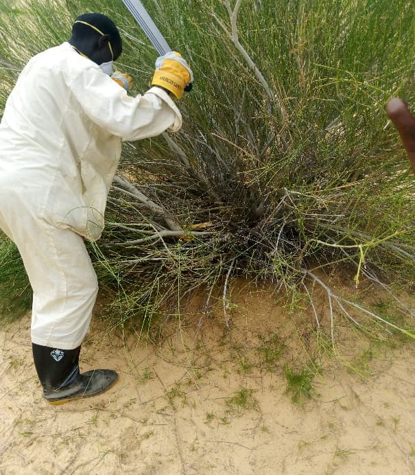 Chantier de fixation de dunes mécanique et biologique dans la région de Nguigmi