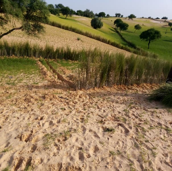 Terres dégradées récupérées et revégétalisées
